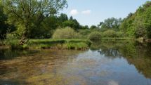 Langenbergteich soll für Amphibien und Insekten attraktiver werden